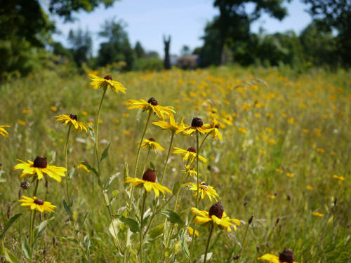 Summer in Somerset County